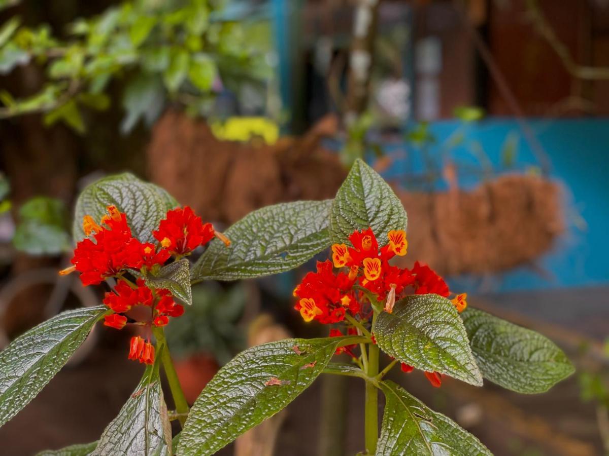 Los Amigos Jungle Hotel Tortuguero Zewnętrze zdjęcie