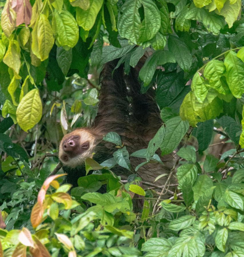 Los Amigos Jungle Hotel Tortuguero Zewnętrze zdjęcie