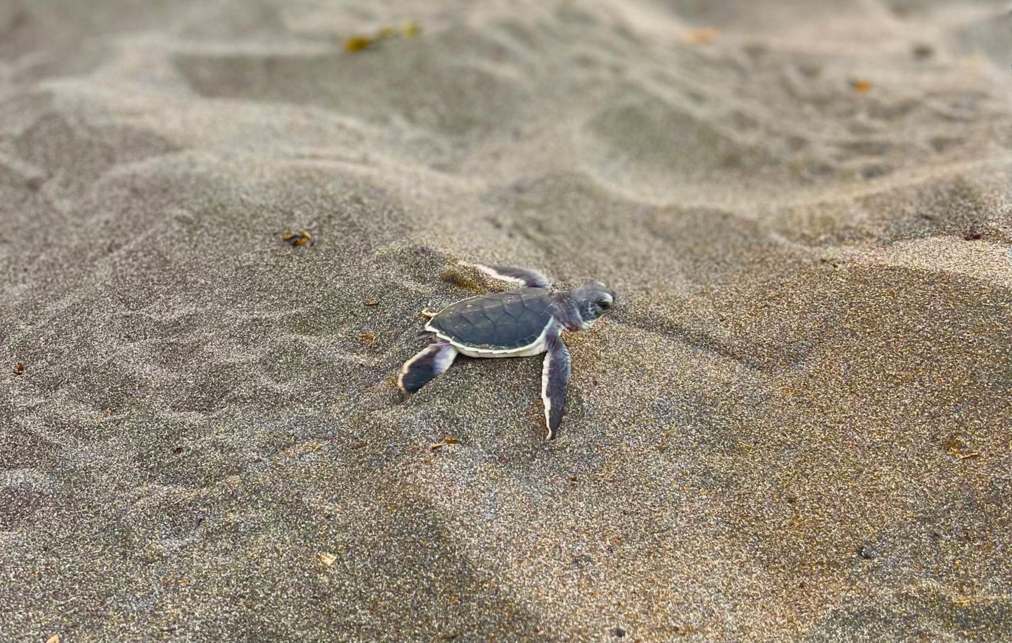 Los Amigos Jungle Hotel Tortuguero Zewnętrze zdjęcie